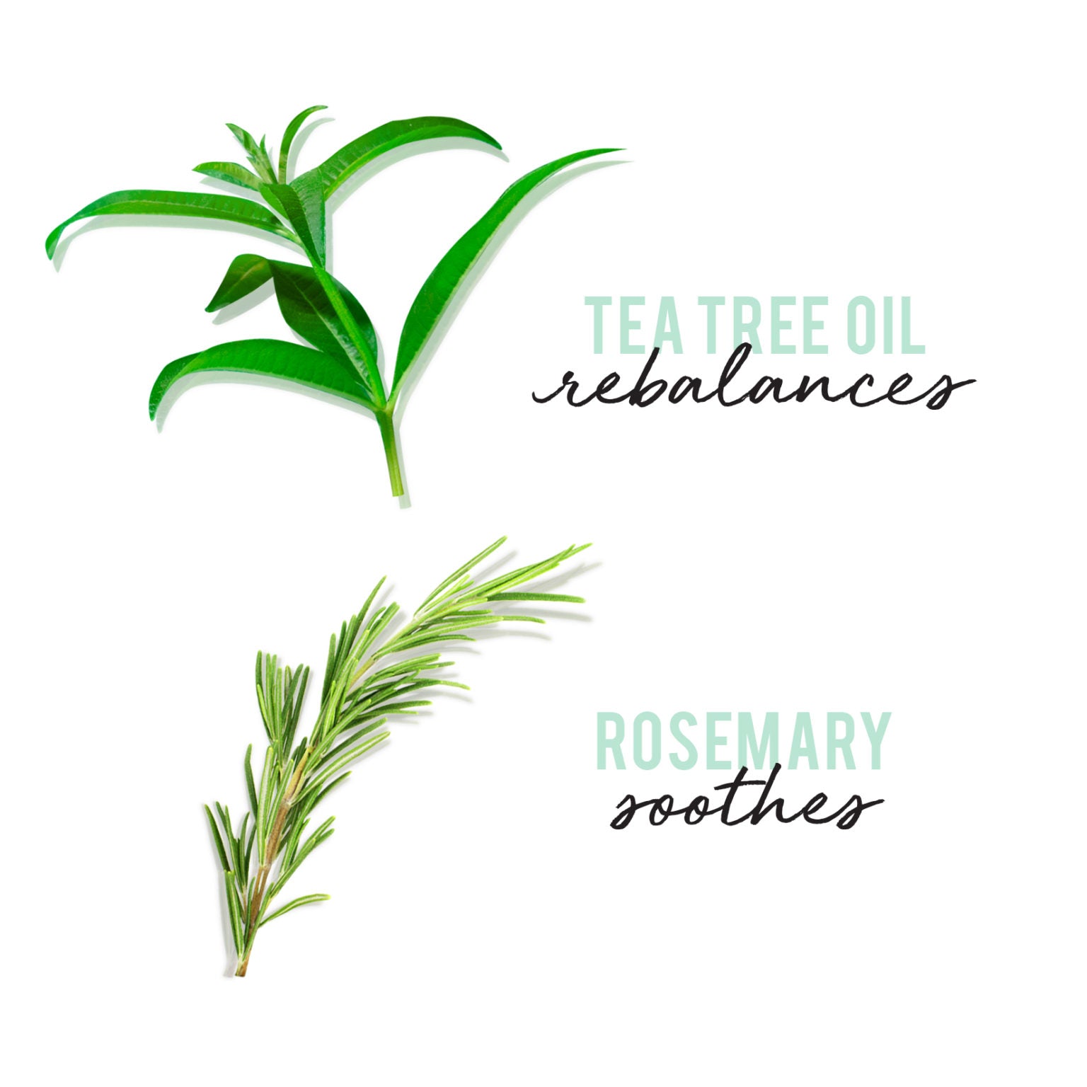 Hask Tea Tree Oil Pre Shampoo Scalp Scrub 178ml